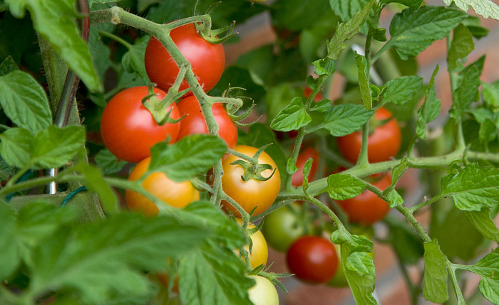 Top 10 Tomato Growing Myths