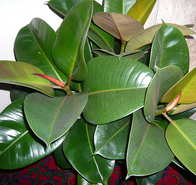 The Rubber Plant - Growing Guide 