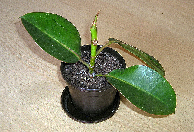The Rubber Plant - Growing Guide 