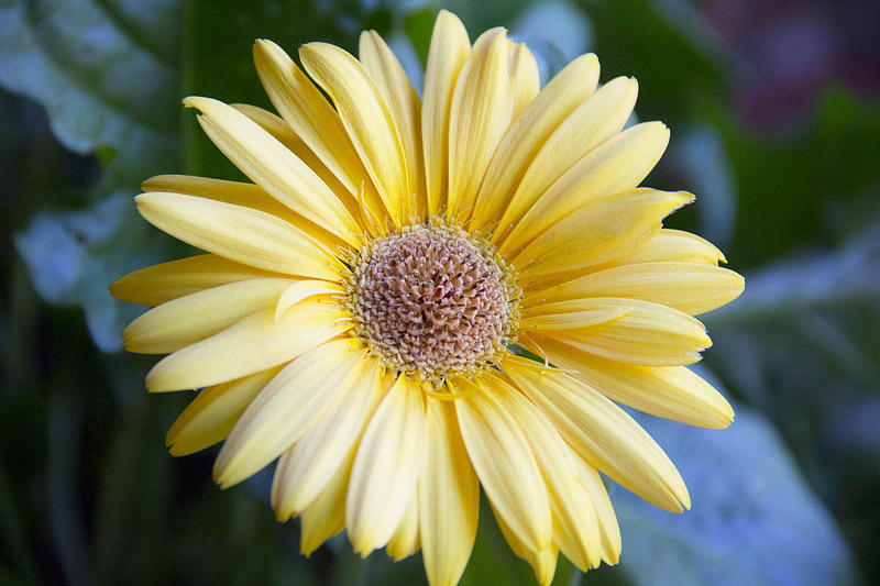 All About Gerbera Daisy Care