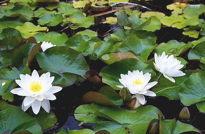 Planting Combination for the Water Garden