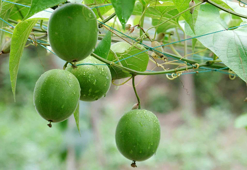 Sweet, Sweeter...Monk Fruit!