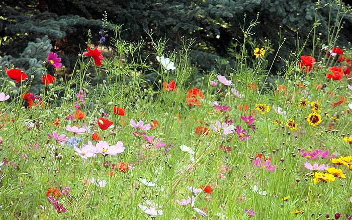 Gardening With Nature - Wildflower Garden