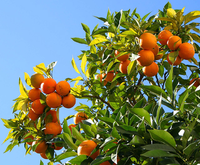 10 Tips for Growing Citrus Trees in any Climate