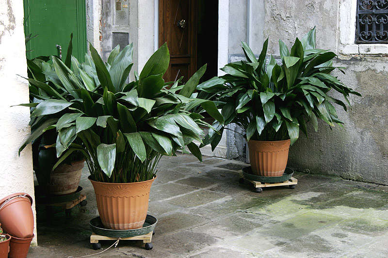 Aspidistra Elatior / The Cast Iron Plant