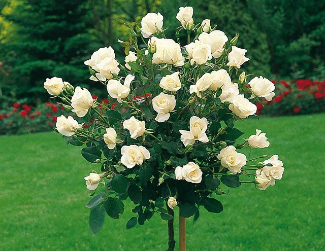 Which Types of Roses Are Right for Your Garden?