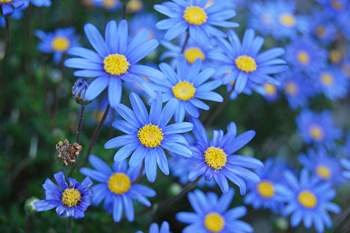 Creating a Blue Garden