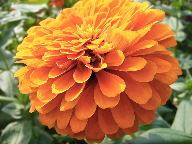All You Need To Know About Marigolds