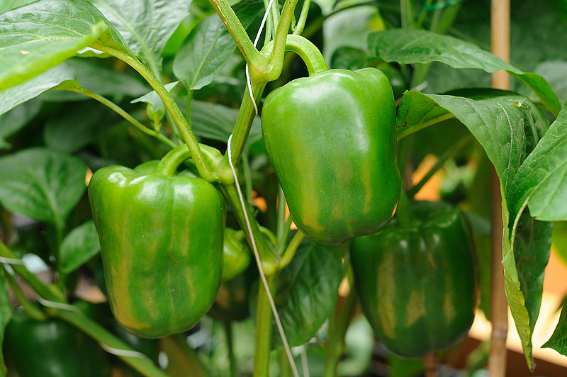 22 Pepper Growing Success Tips