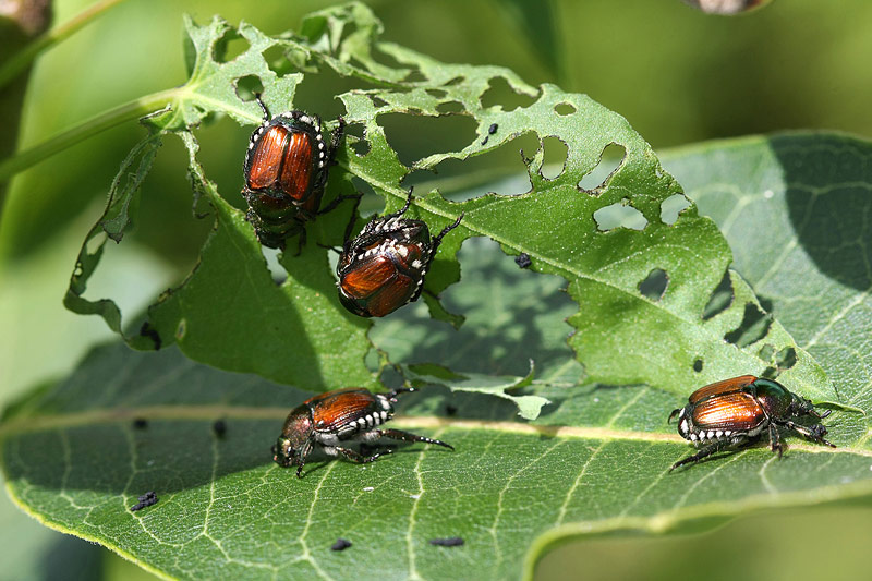 Dealing with Japanese Beetles