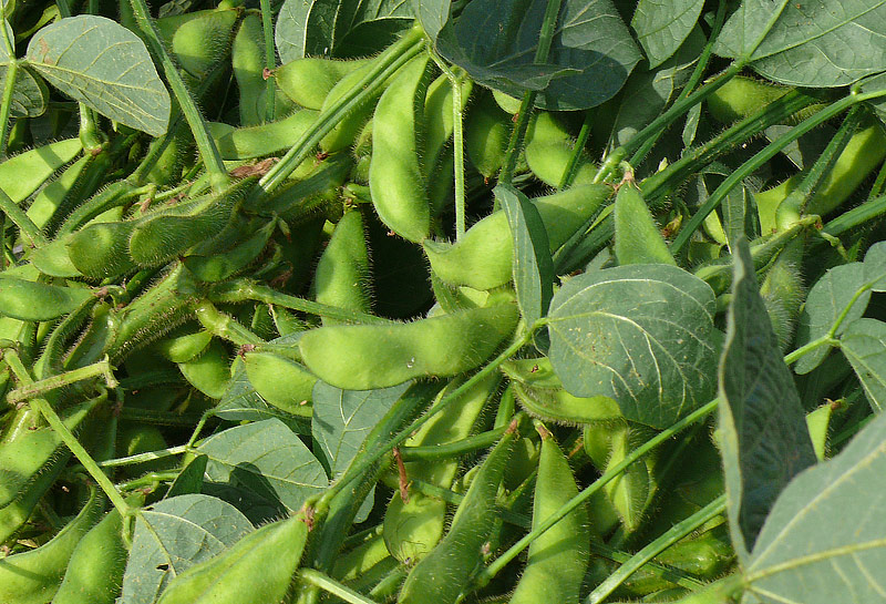 Edamame / Soya Beans - Growing Guide