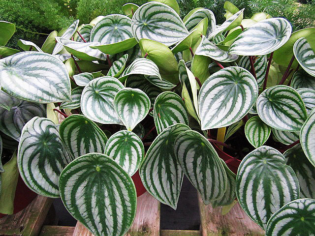 Watermelon Peperomia - Growing Guide 