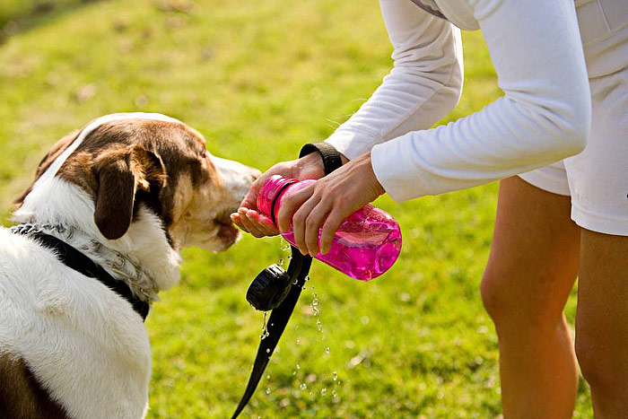 The Dos and Don’ts of Running With Your Dog