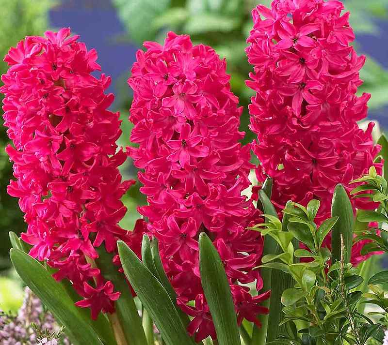 Hyacinth - Growing Guide