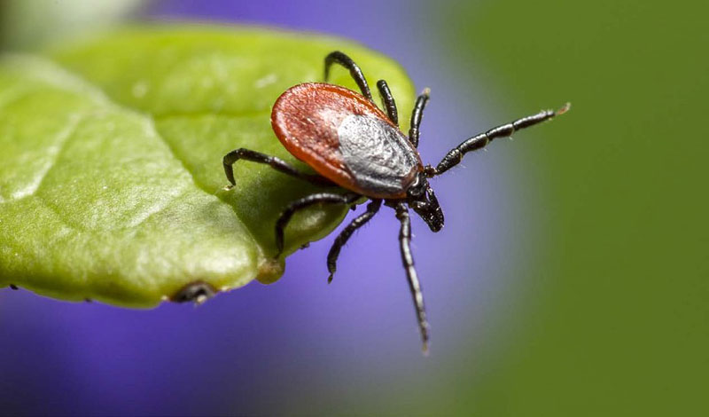 Smart Tips for Avoiding Ticks This Summer