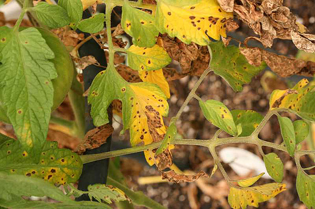 Growing Tomatoes – Removing Bottom Leaves?