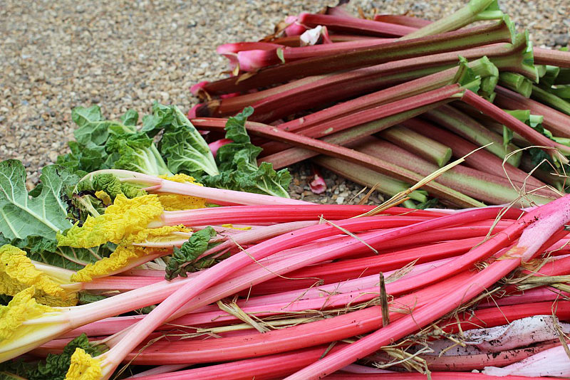 Rhubarb - Growing Guide