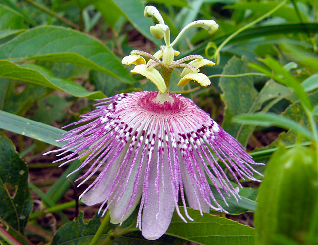 Container Gardening with Native Plants