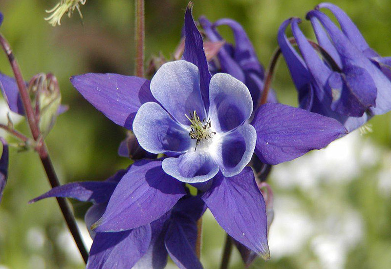 Columbine Growing Guide