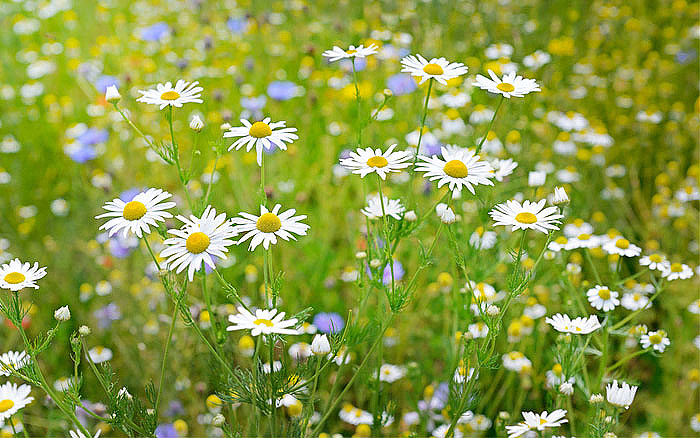 Gardening With Nature - Wildflower Garden