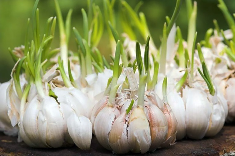 10 Plants You Can Re-Grow From Vegetable Scraps