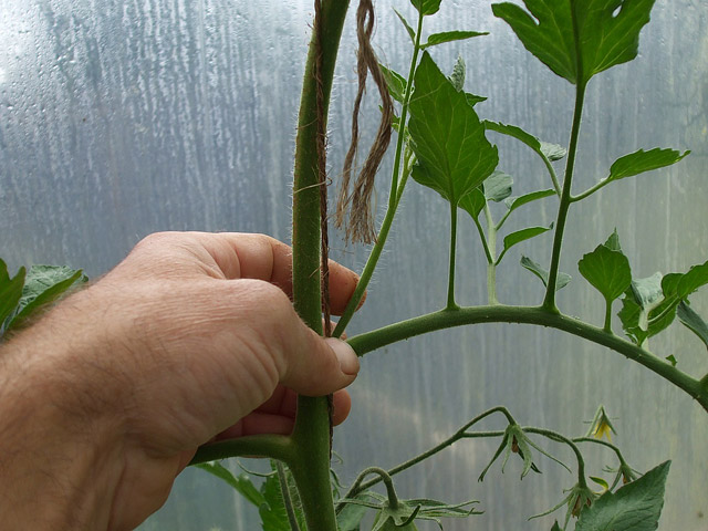 Growing Tomatoes – Removing Bottom Leaves?