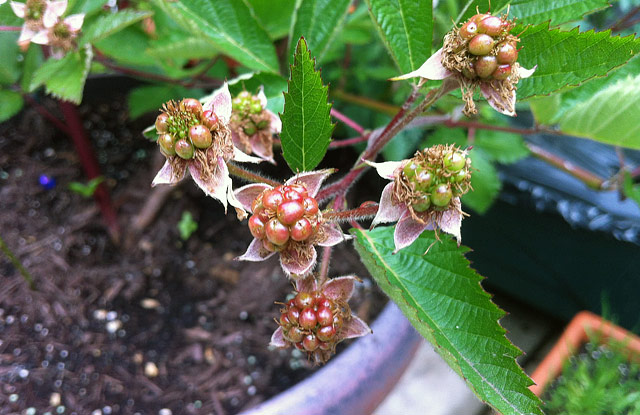 How to Grow Berries in Containers