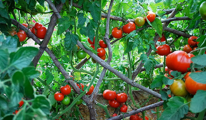 Top 10 Tomato Growing Myths