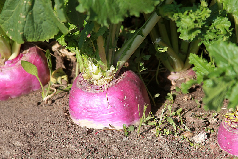 15 Vegetables to Plant Now for a Fall Harvest