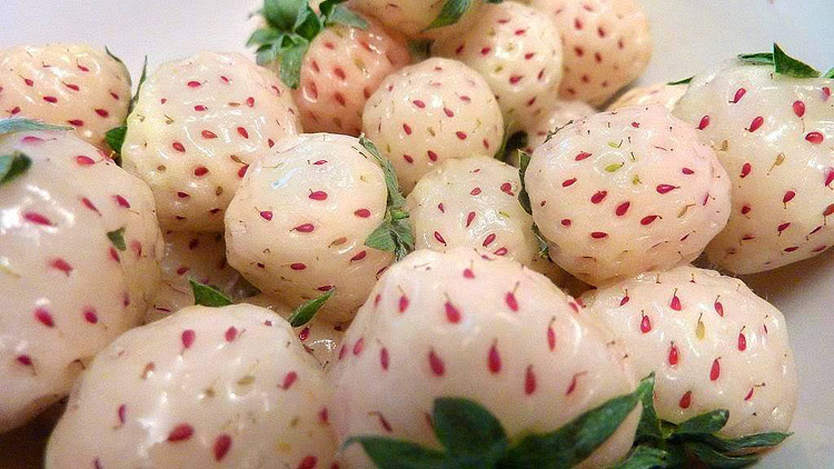 Pineberries - Growing Guide