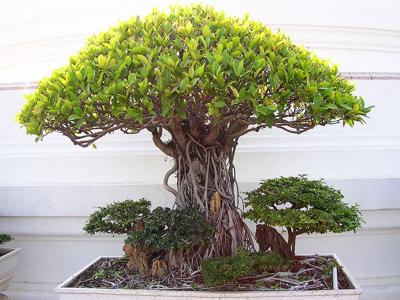 Growing Bonsai - Indoors or Outdoors?