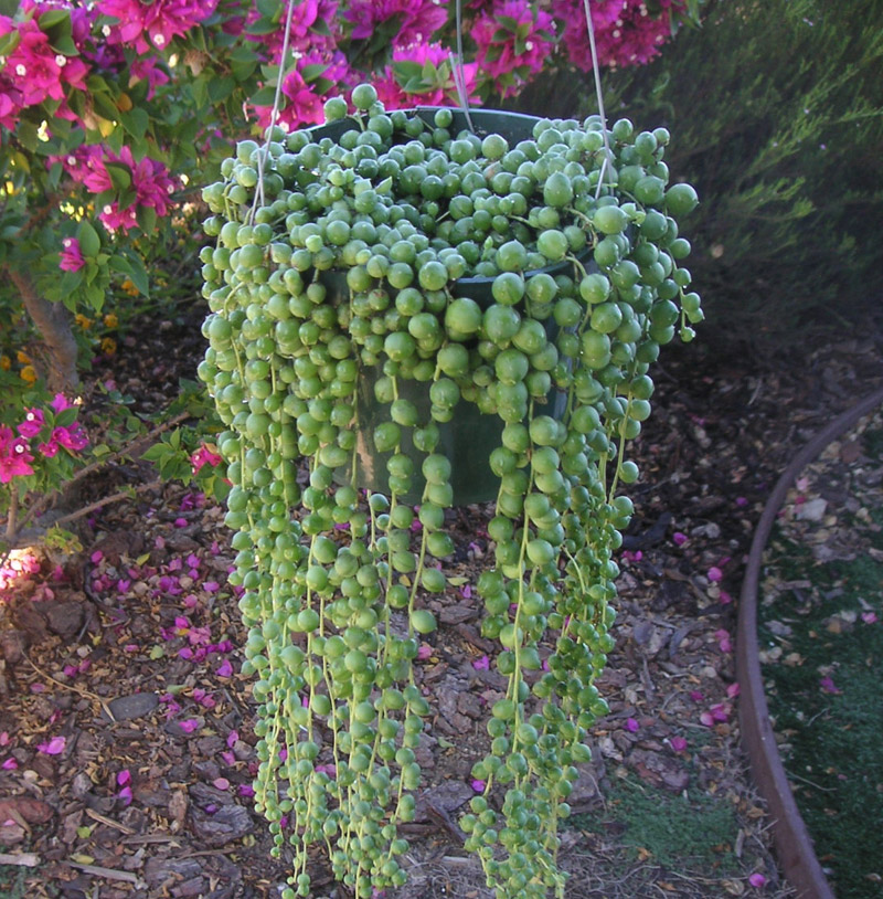 3 Unusual Succulents for Your Hanging Baskets