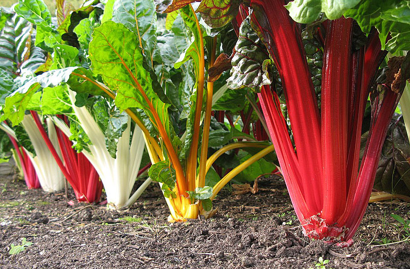 Swiss Chard - Growing Guide