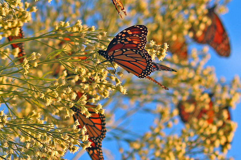 All About Butterfly Garden