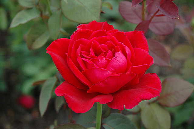 Which Types of Roses Are Right for Your Garden?