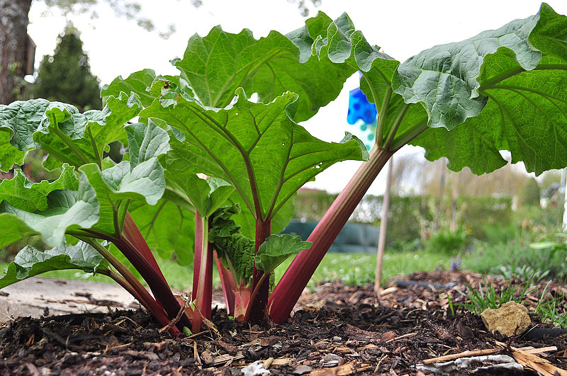 Rhubarb - Growing Guide