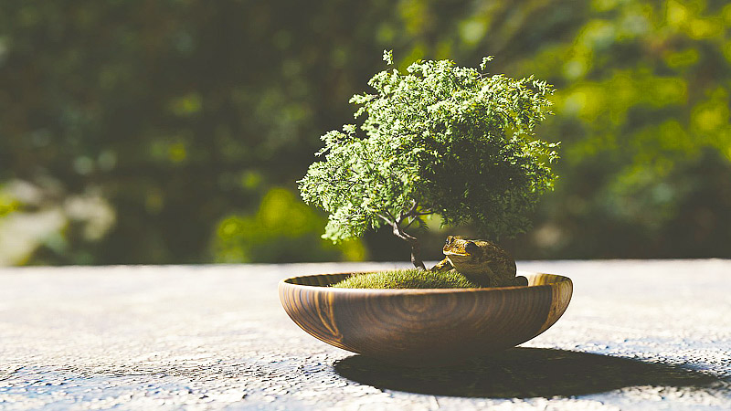 Growing Bonsai - Indoors or Outdoors?