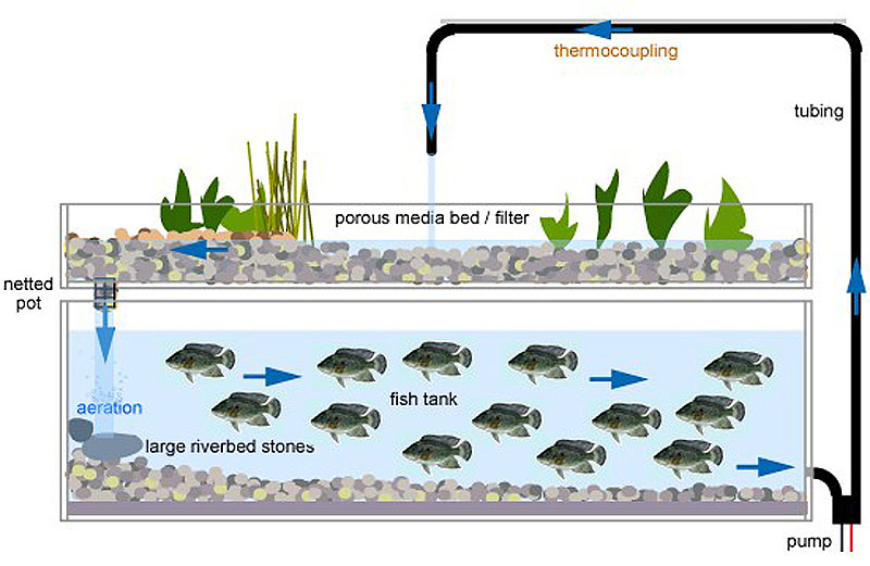 What is Aquaponics Gardening?