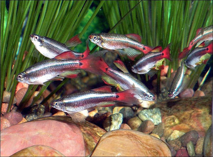 White cloud mountain minnow