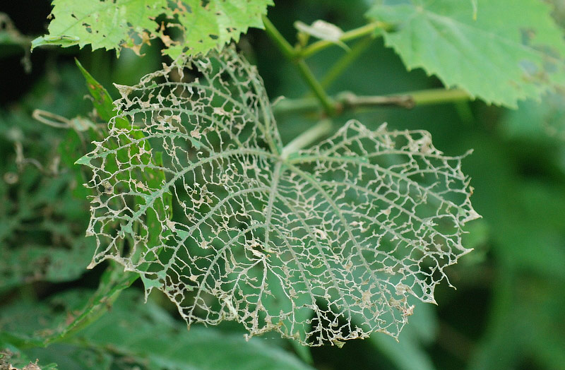 Dealing with Japanese Beetles