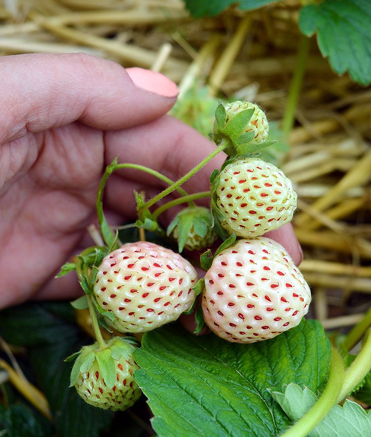 Pineberries - Growing Guide