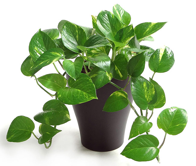 Pothos - The Easiest Houseplant to Grow