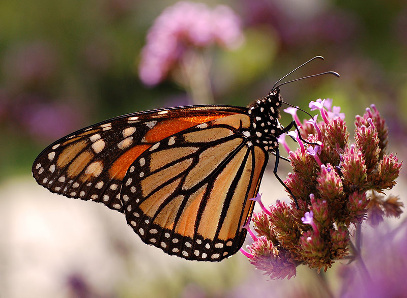 All About Butterfly Garden