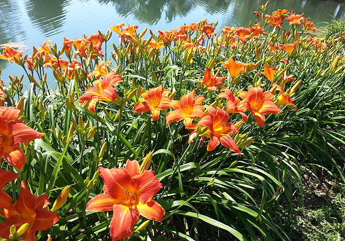 Planting Combination for the Water Garden