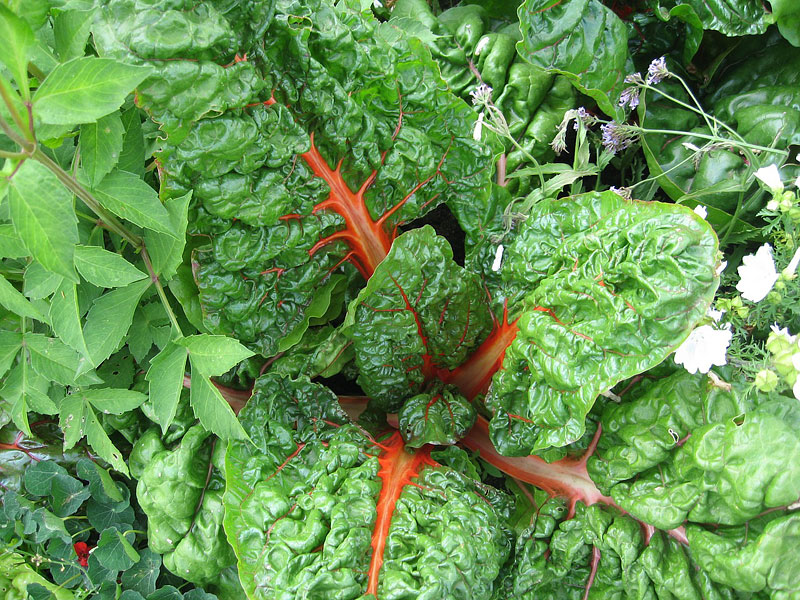 Swiss Chard - Growing Guide