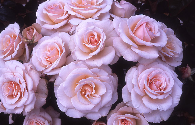 Which Types of Roses Are Right for Your Garden?