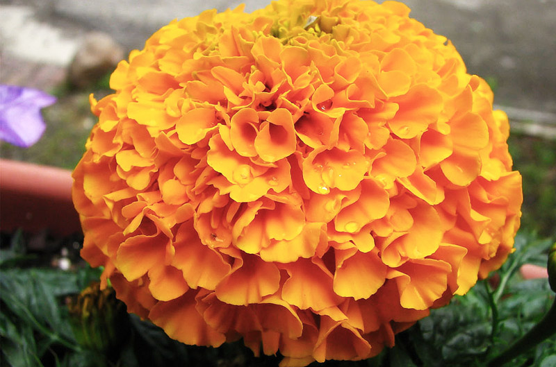 All You Need To Know About Marigolds