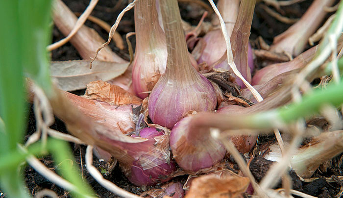 Shallots - Growing Guide