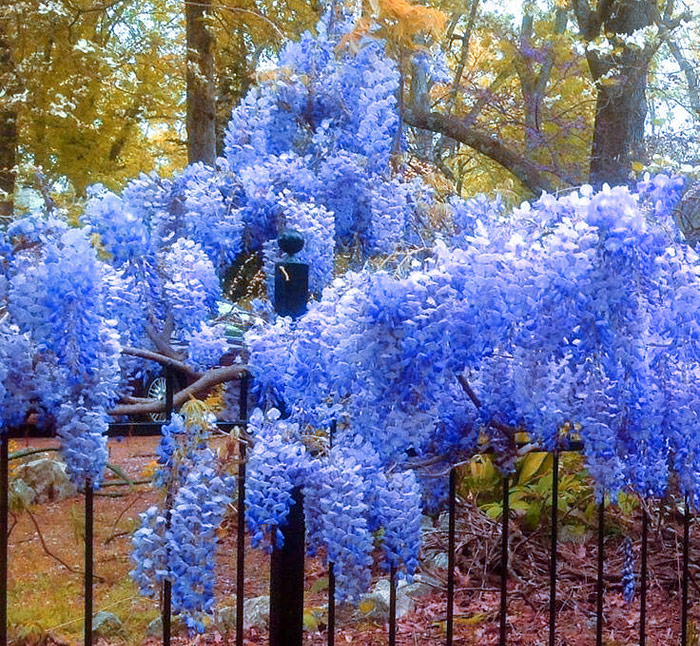 Creating a Blue Garden