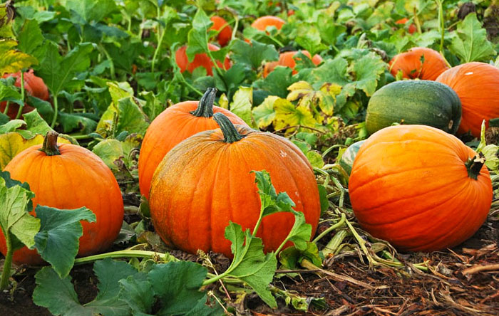 Pumpkins - Growing Guide